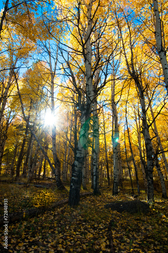 Obraz na płótnie las jesień natura góra