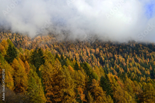Obraz na płótnie las jesień roślina