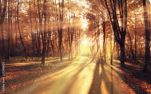 Fotoroleta natura park pejzaż las jesień