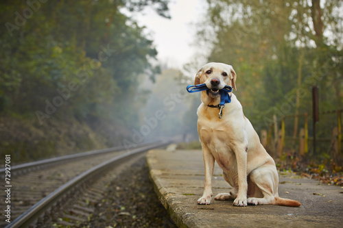 Fototapeta Pies na stacji kolejowej