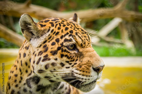 Fototapeta ameryka piękny safari dżungla jaguar