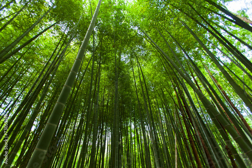 Fotoroleta roślinność japonia niebo azja wzór