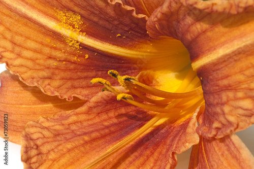 Fotoroleta jedzenie kwiat natura liliowiec czerwony