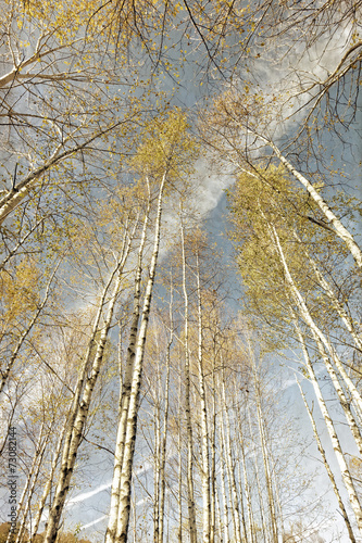 Fototapeta krajobraz retro las polana jesień