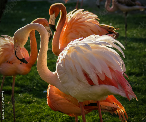 Naklejka ładny hiszpania flamingo piękny