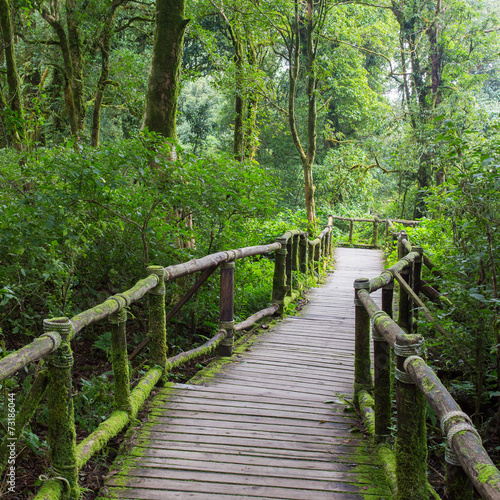Naklejka Drewniany most w zielonej dżungli