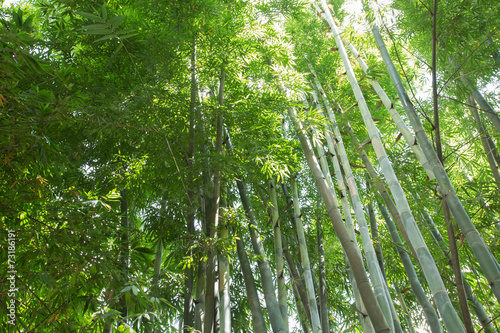 Plakat bambus chiny zen tropikalny
