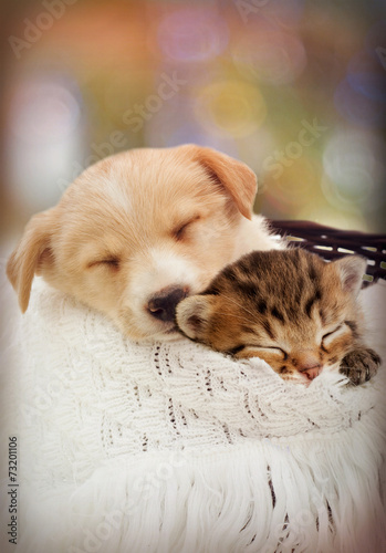 Fototapeta Śpiący kociak i szczeniak