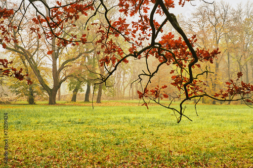 Fototapeta jesień drzewa vintage