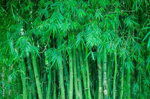 Naklejka las orientalne dżungla japonia japoński