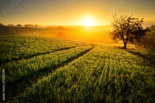 Obraz na płótnie Letnia łąka o zachodzie słońca