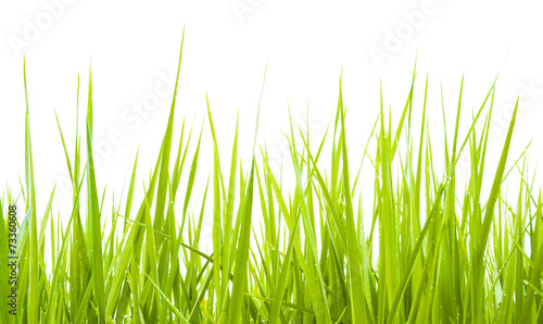 Naklejka łąka natura lato witalność roślina