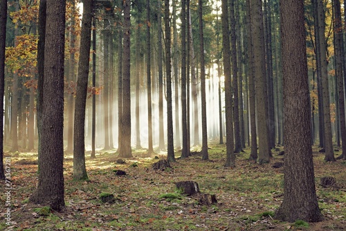 Fototapeta pejzaż natura las jesień księżyc