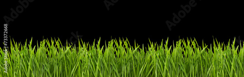 Fototapeta świeży piłka nożna lato trawa