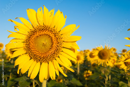 Fotoroleta kwiat roślina słonecznik niebo słońce