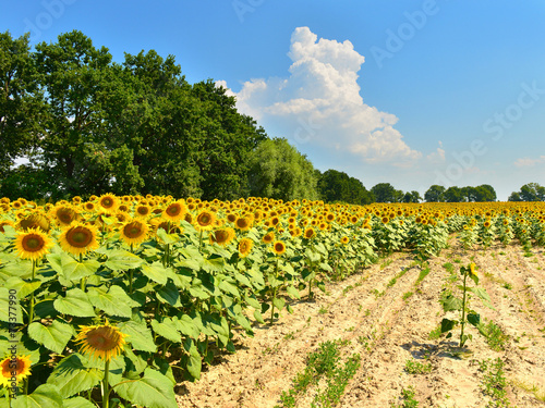 Fotoroleta lato słonecznik pejzaż pole kwiat