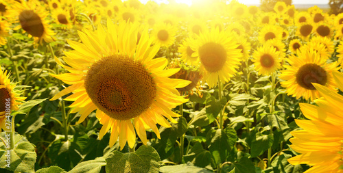 Fotoroleta kwiat pole słonecznik nasłoneczny wśród