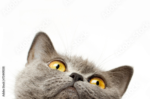 Obraz na płótnie Brytyjski krótkowłosy kot