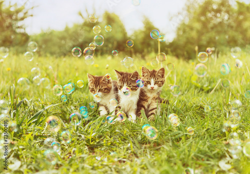 Plakat Trzy kociaki i bańki mydlane