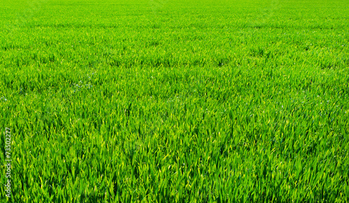 Naklejka polana piękny trawa pole świt