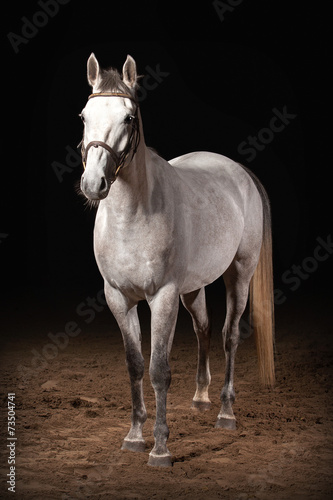 Naklejka piękny zwierzę koń wyścigowy ogier jeździectwo