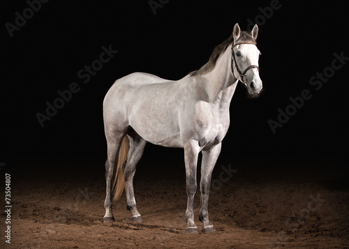 Fototapeta koń wyścigowy portret koń ogier