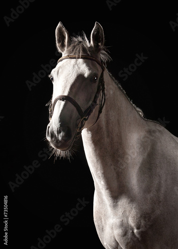 Fototapeta piękny portret koń zwierzę