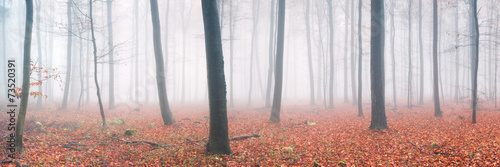 Fototapeta las natura jesień