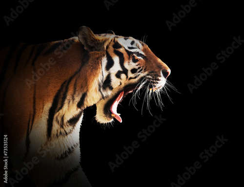 Naklejka piękny tygrys bezdroża