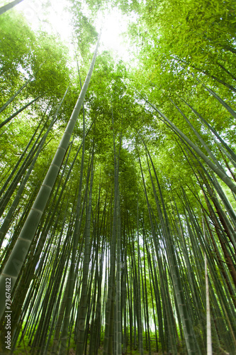 Plakat spokojny egzotyczny wzór orientalne bambus