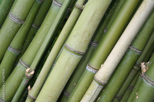 Fotoroleta azjatycki las bambus tropikalny
