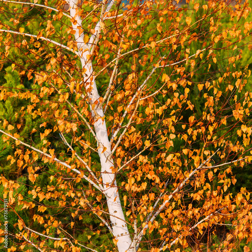 Fototapeta drzewa pejzaż roślina jesień