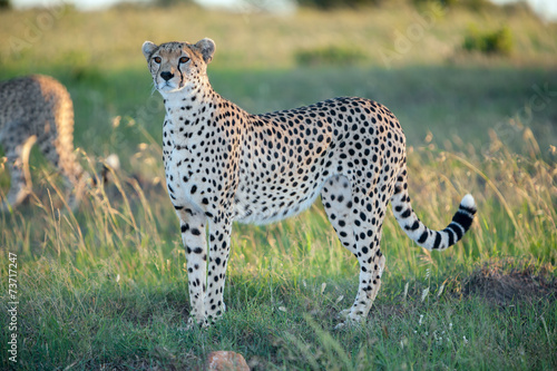 Naklejka park twarz safari gepard