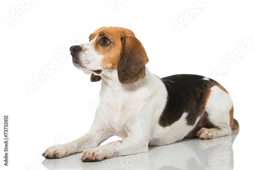 Fototapeta zwierzę pies kłamać boczne