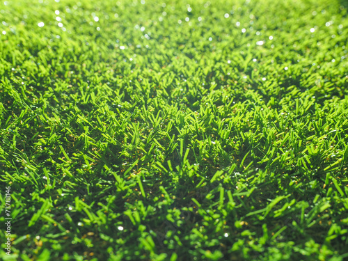 Fotoroleta łąka natura trawa