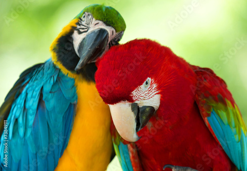 Fotoroleta Dwie tulące się papugi