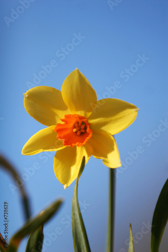 Obraz na płótnie kwiat narcyz park roślinność