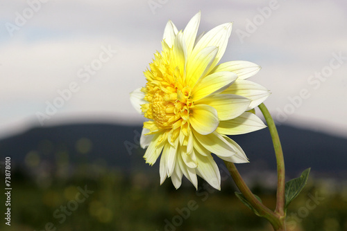 Fotoroleta dalia kwiat żółty rośliny ozdobne