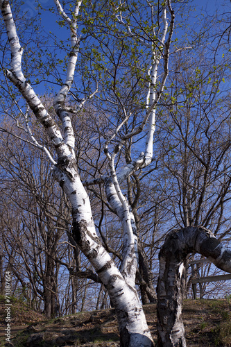 Fototapeta drzewa las park brzoza roślina