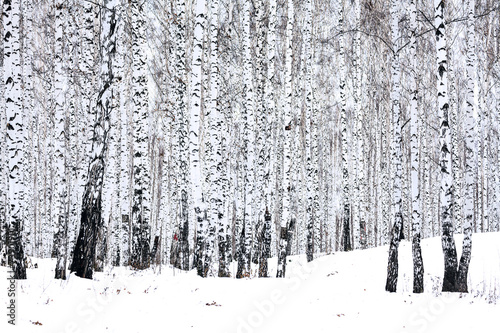 Naklejka niebo rosja las natura śnieg