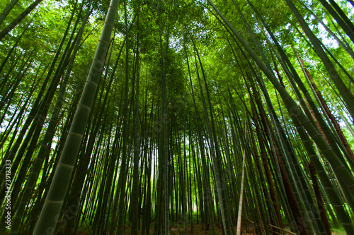Fototapeta roślinność japonia bambus zen azja