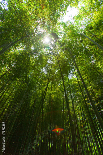 Fototapeta azja bambus niebo roślinność