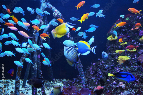 Obraz na płótnie morze natura rafa ryba koral