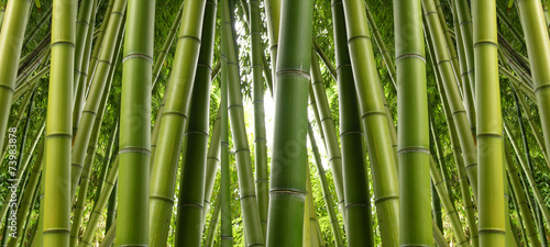 Fotoroleta dżungla azjatycki bambus