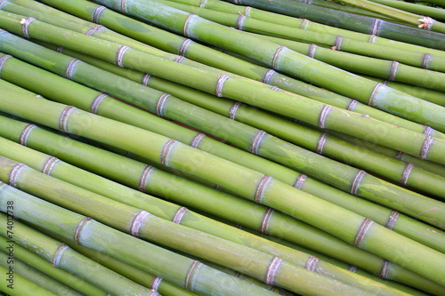 Fotoroleta roślina natura bambus