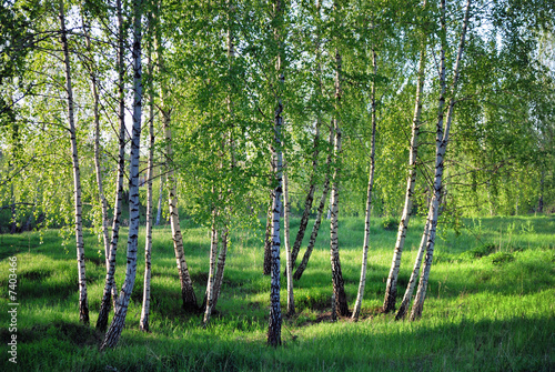 Obraz na płótnie drzewa obraz las