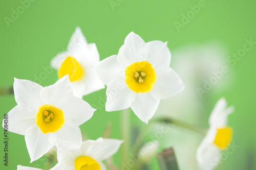 Obraz na płótnie kwiat roślina narcyz zimą kwitnąć
