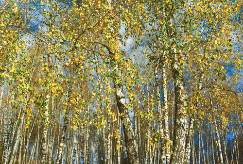 Naklejka park widok jesień las drzewa
