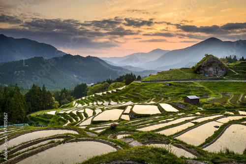 Fotoroleta pole japonia góra herbata