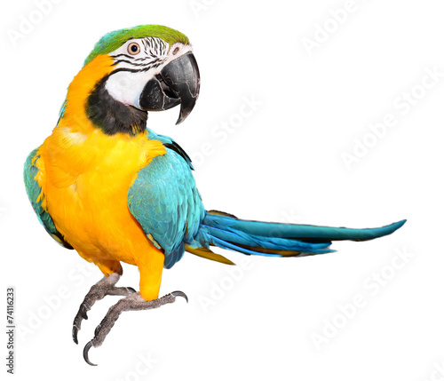 Plakat zwierzę piękny ara ptak ładny